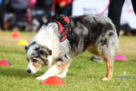 Dogs NSW - Dogs On Show - 13th June 2015 - Nosework Demo