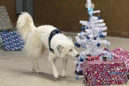 K9 Nose Time - Christmas Sniff n Go - Castle Hill NSW - 6th Dec 2015