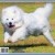 Dogs of Australia Calendar 2017 | back.jpg