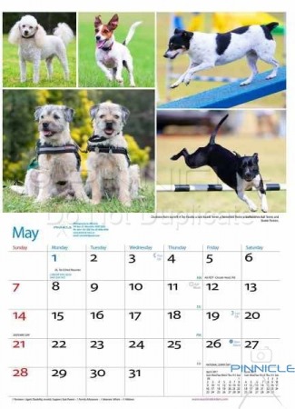 Dogs of Australia Calendar 2017 | may.jpg