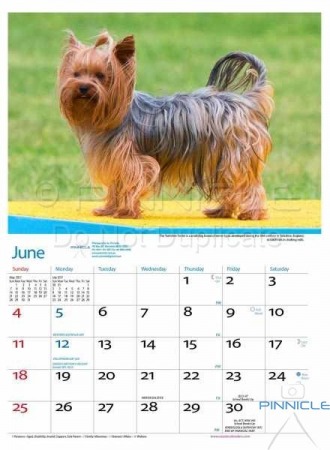 Dogs of Australia Calendar 2017 | june.jpg