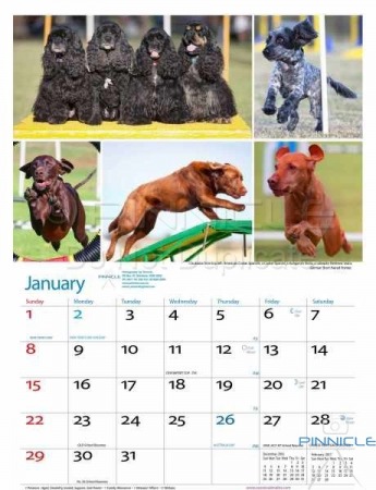 Dogs of Australia Calendar 2017 | Jan.jpg