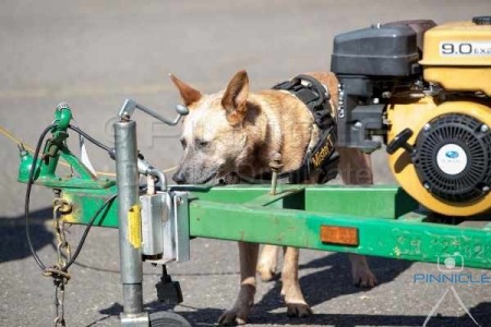 K9 Nose Time - NW1 Trial - Kellyville NSW - 2nd October 2016