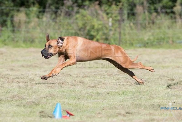 Lure Coursing - The Saluki Club (NSW) Inc - 14th April 2017