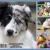 Dogs of Australia Calendar 2018 | back.jpg