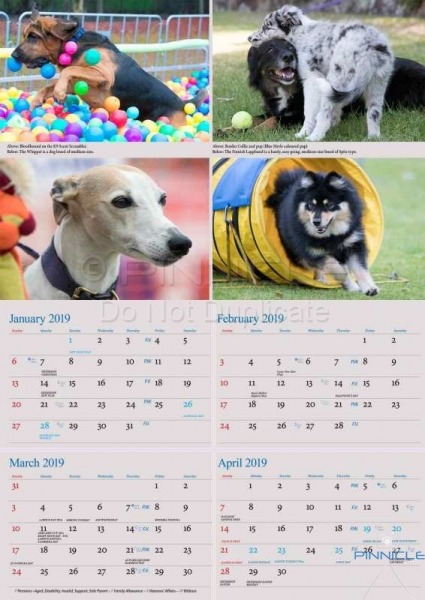 Dogs of Australia Calendar 2018 | backinner.jpg