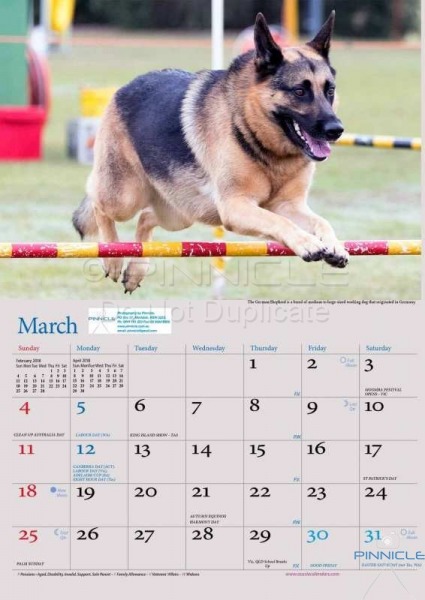 Dogs of Australia Calendar 2018 | MARCH.jpg