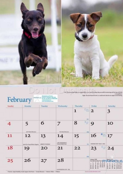 Dogs of Australia Calendar 2018 | FEB.jpg