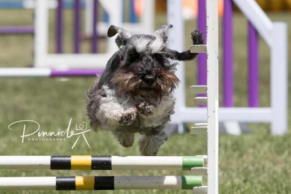 CDC ACT Agility - 4th November 2017