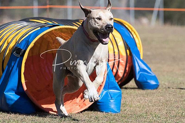 Agility - ANKC - Newcastle - 18 August 2018