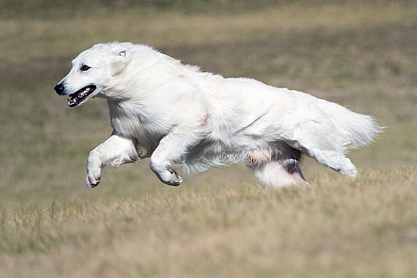 Lure Coursing - Dogs NSW Spring Fair -  1st September 2019