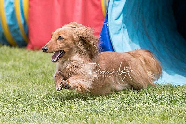 Agility - ANKC - Dogs ACT Agility Titles - 6 Oct 2019