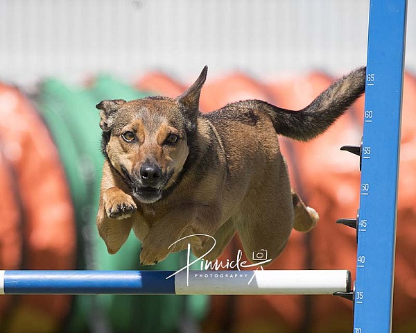 Agility - ADAA - Douglas Park NSW - 4th October 2020