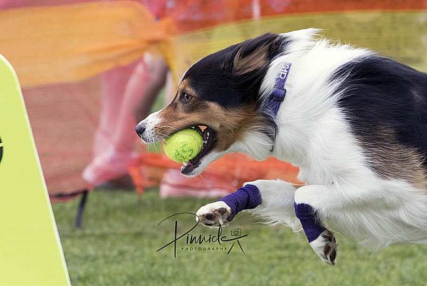 Woofers 5th Birthday - Flyball -  7th Nov 2020