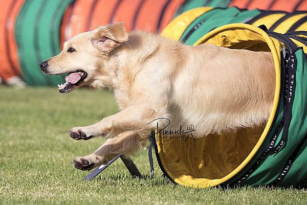 Agility - ADAA - Douglas Park NSW - 6th February 2021