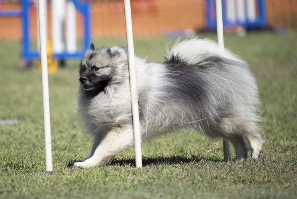 Agility - ADAA - Douglas Park NSW - 5th March 2023