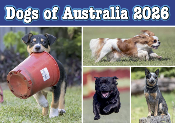 Dogs of Australia 2026 Calendar