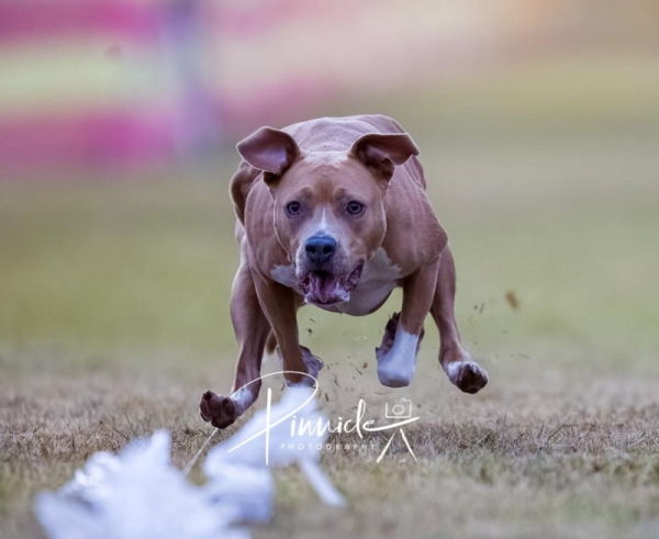 Sprint Dog - Field Spaniel Club of NSW - 21 Nov 2025
